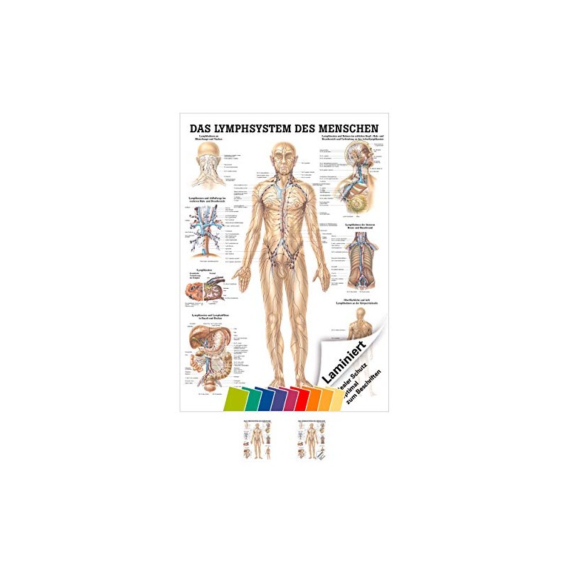 Sport-Tec Lymphatic System Mini Poster Anatomy 34 x 24 cm