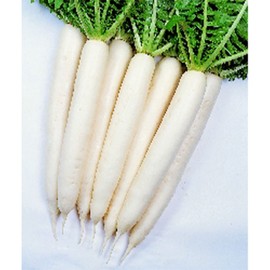 Radish Seeds - Minowase Summer Cross #3 - Hybrid - 1 g Packet ~125 Seeds - Non-GMO, F1 Hybrid - Vegetable Garden