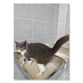 IKITCHEN Stainless Steel Cat Litter Box, Small Metal Cat Litter Box, Deep Litter Box for Cats Kittens Rabbits, Easy to Clean Odor Control Durable Nonstick Smooth Surface 17.5 in x 13.5 in x 6 inches