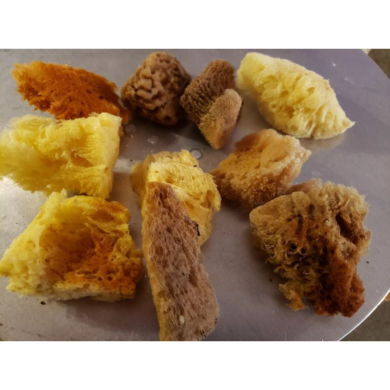 Natural Sea sponge Mix Artist combination pack 12ct