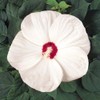 Outsidepride Hibiscus Luna White Flower Seeds - 10 Seeds