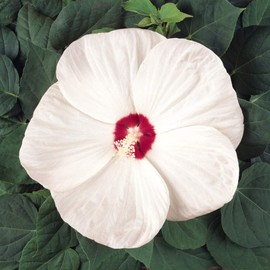Outsidepride Hibiscus Luna White Flower Seeds - 10 Seeds