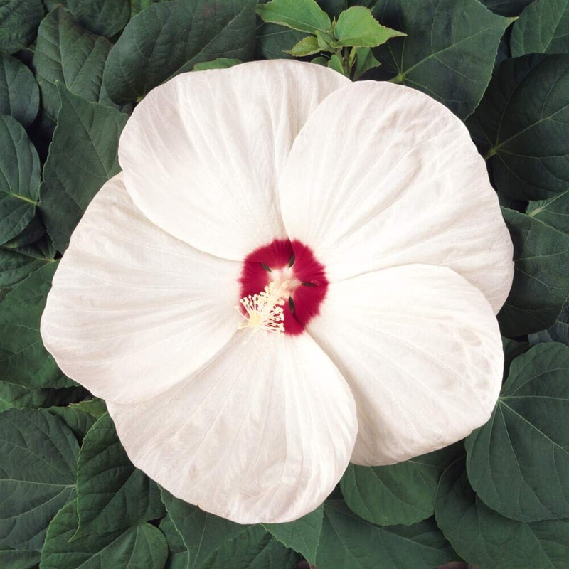 Outsidepride Hibiscus Luna White Flower Seeds - 10 Seeds