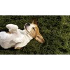 HAPPY PET VITAMINS LLC Dog Relaxer - Dog Relaxant -
