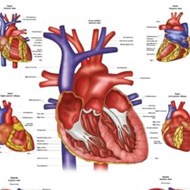 Anatomy Lab Human Heart Poster, LAMINATED, 17.3 x 22.5 Inches, Anatomy and Physiology for Walls