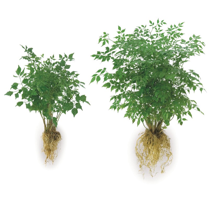 Soil Moist Endo/Ecto Root Dip for Trees and Shrubs -