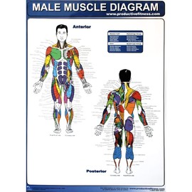 Productive Fitness Poster Series Male Muscle Diagram Laminated