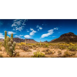 MIRRORANG 120x46cm Reptile Habitat Background Blue Sky Oasis Cactus Desert Terrarium Background Vinyl Background