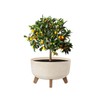 Prosperplast DGRL300LE Flower Pot with Feet - 17.5 x Diameter