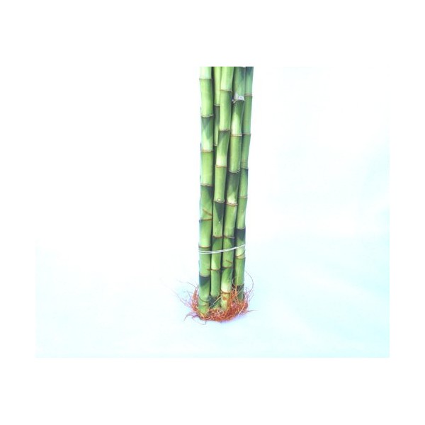 10 Stalks (1 Bundle) of 24 Inches Spiral Lucky Bamboo (About 32 Inches from Bottom to Top) for Feng Shui or Gifts Sold by JM Bamboo