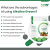 Raw Nutritional Raw Nutritional Alkaline Greens | Pure Organic Greens