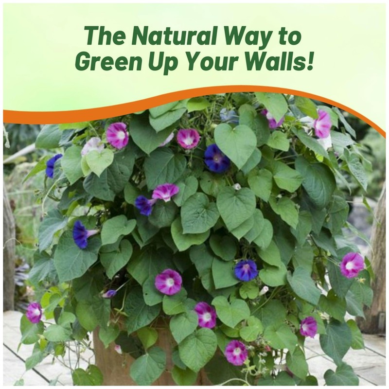 Outsidepride 500 Seeds Annual Ipomoea Purpurea Morning Glory Fieldgrown Climbing