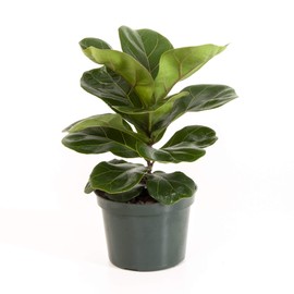 United Nursery Fiddle Leaf Fig Live Plant 12–16 inch Tall in 6 inch White Decorative Pot, Easy Care Indoor Plant for Home and Office Decor