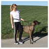 Kerbl Running Leash with Adjustable Waist Belt