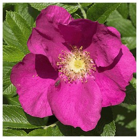 Everwilde Farms - 60 Prairie Wild Rose Native Wildflower Seeds - Gold Vault Jumbo Seed Packet