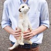 Hansa Meerkat Stuffed Plush Animal, Sitting