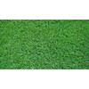St. Augustine 'Seville' Sod - 36 Live Plugs - Drought,