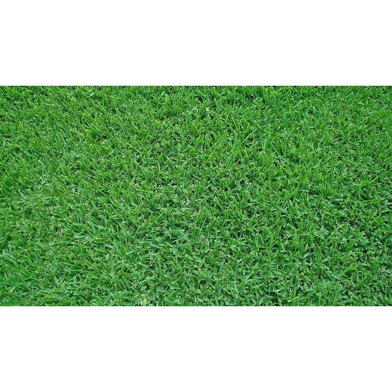 St. Augustine 'Seville' Sod - 36 Live Plugs - Drought,