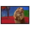 Magnet #152 Dramatic Gopher Chipmunk Meme Viral Internet Video Hello!