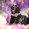 Elegant little tail Dog Collar, Spring Pet Collar with Flower