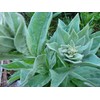 Generic 1000 Great Mullein Seeds (Verbascum Thapsus)