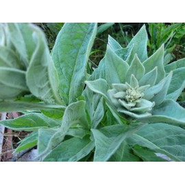 Generic 1000 Great Mullein Seeds (Verbascum Thapsus)