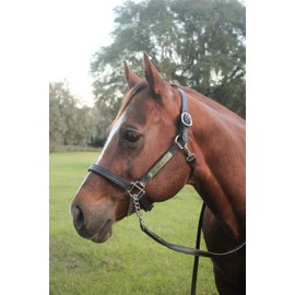 Tack Shack of Ocala Leather Halter with Customized Engraved Name Plate (Warmblood)