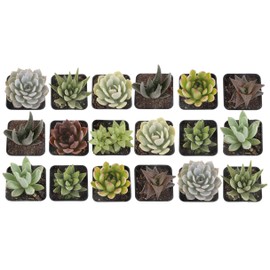 Costa Farms Succulents Fully Rooted Live Indoor Plants, 2.5-Inch Choice, in Grower's Pot