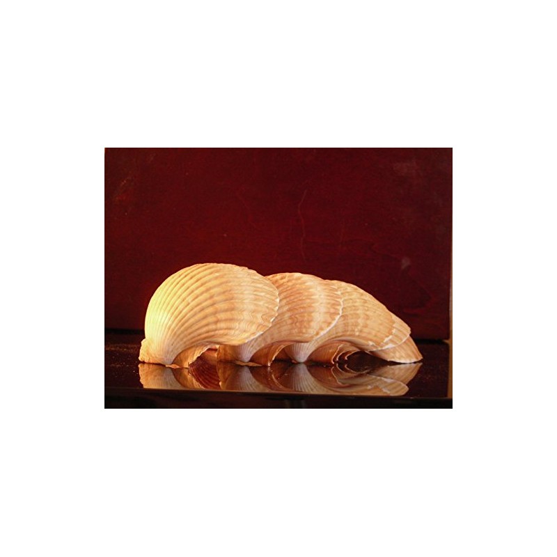 24 Large Mexican Deep Scallops 3" - 3 1/2" Baking