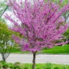 Generic Eastern Redbud Tree, Enchanted Pink Flowers, 7 gal. Nursery