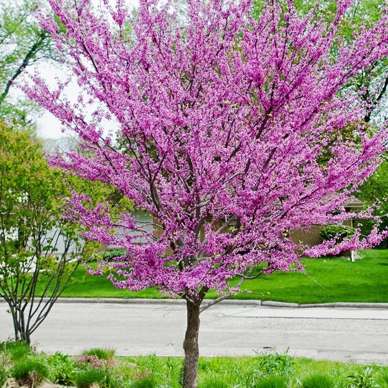 Generic Eastern Redbud Tree, Enchanted Pink Flowers, 7 gal. Nursery