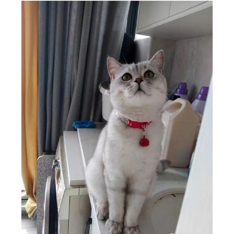 Cat Collar, Cat Collar with Bell, Flexible Material, Adjustable Length,