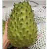 9waters Annona Muricata Graviola Soursop Guanabana Potted StarterPLANTTropical "15-20"