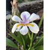 African Iris White - 3 Live Plants - Dietes Iridioides