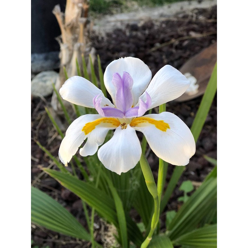 African Iris White - 3 Live Plants - Dietes Iridioides
