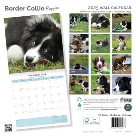Baker and Bray Border Collie Puppies Calendar 2025, Large Square Wall Calendar With Organisational Stickers, 16 Month, Border Collie Puppies Gift Dog Calendar