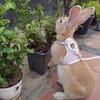 WEWAYKGJ Rabbit Harness and Leash Set 2 Pieces Adjustable Bunny