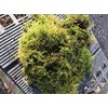 Living Mixed Moss Loose Chunks! for terrariums, Bonsai and kokedamas