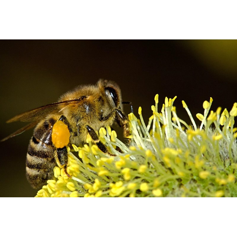 BEE POLLEN 100% Pure Natural Non Processed Bee Pollen Granules