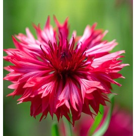 Centaurea cyanus (Cornflower, Tall Red) Flower Seeds, Attractive, Delicate Red Flowers, Seeds by MySeeds.Co, You Choose The Amount (1 oz)
