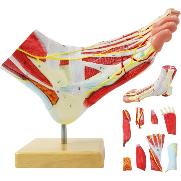 Natural Large Foot Anatomical Model 9 Parts with 81 Digital