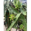 Cactus 30 Organic Dragon Fruit cuttings 8-14 inches long check