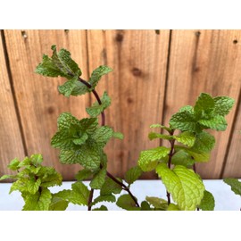 3 Spearmint Plants, Sweet Mint, Growing in 2.5" Nursery Cubes