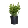 Japanese Boxwood (2.5 Gallon) Low-Maintenance Evergreen Hedge Shrub - Full