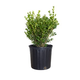 Japanese Boxwood (2.5 Gallon) Low-Maintenance Evergreen Hedge Shrub - Full Sun Live Outdoor Plant