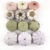 Worlds Assorted Natural Sea Urchins for Air Plants,Craft and Decorations