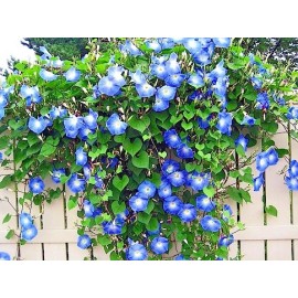 Little Seed Store 40+Blue MORNING GLORY Flower Seeds Climbing Flowering Vine Container Pollinators
