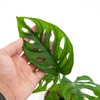 Premium Monstera Acuminata Potting Soil - Enhances Aeration and Drainage