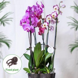 Tyqour 40Pcs Orchid Clips for Plants Support, Plant Clips for Climbing Plants, Plant Climbing Vine Wall Clips, Plant Clips for Support, Plant Climbing Support for Orchids Vine Clip Support