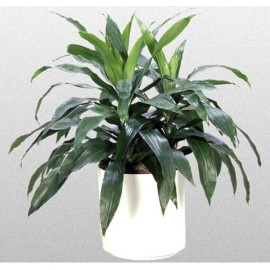 Wekiva Foliage Dracaena Janet Craig - Live Plant in a 10 Inch Pot - Dracaena Deremensis